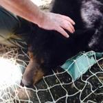 A bear in Pittsfield was tranquilized and relocated to the woods.