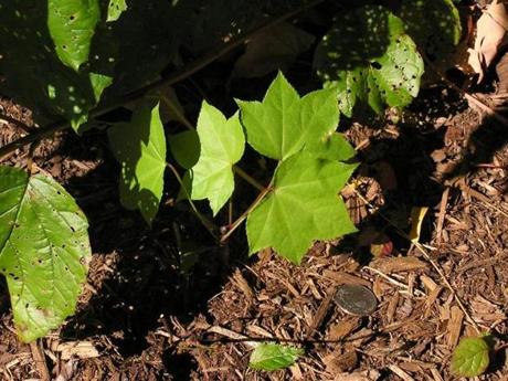 A castor aralia seedling appeared on the UNH campus. 
