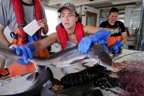 Observer trainee Olivia Nary, 21, passed off a spiny dogfish after taking measurements. 
