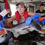 Observer trainee Olivia Nary, 21, passed off a spiny dogfish after taking measurements. 