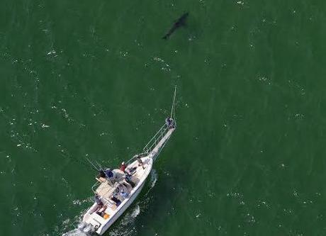 Researchers from the state Division of Marine Fisheries and the Atlantic White Shark Conservancy tracked a great white shark off the coast of Chatham.
