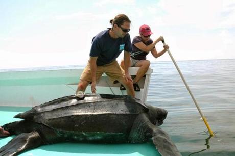 Michael Dodge and Kara Dodge released a tagged male leatherback.
