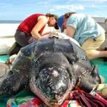 Michael Dodge and Kara Dodge released a tagged male leatherback.