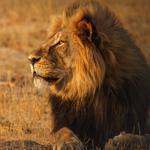 Cecil the lion was illegally shot with a crossbow in Zimbabwe by a US hunter named Walter Palmer.