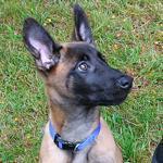 The newest member of the Boston Police Department K-9 Unit got his official name ? Viggo.