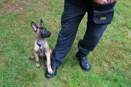 The newest member of the Boston Police Department K-9 Unit got his official name ? Viggo.
