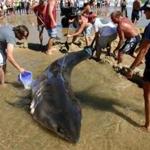 The 14-foot shark washed up alive on Whitecrest Beach in Wellfleet on Sunday morning.