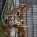 A New England cottontail bred in a refuge in Newington, N.H., was penned Thursday in advance of its release. 