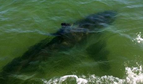Reasearchers captured an image of the shark from above. 
