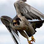 Merri, a peregrine falcon, flew over the head of Tom French as he returned her newly-banded chicks to their rooftop box on top of Fox Hall at UMass-Lowell in June. 