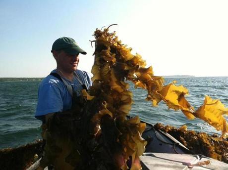 Paul Dobbins, president of Ocean Approved, a kelp farming operation in Maine, hauled in his crop.

