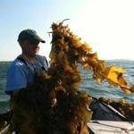 Paul Dobbins, president of Ocean Approved, a kelp farming operation in Maine, hauled in his crop.