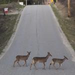 Deer crossing rural roads are in jeopardy of getting hit by cars.