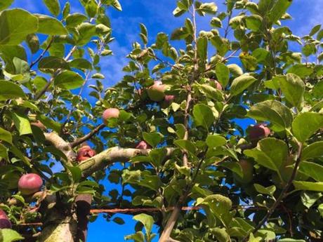 Old Stone Orchard?s apples are ripening in Little Compton, R.I.

