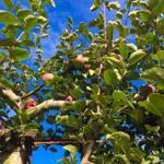 Old Stone Orchard?s apples are ripening in Little Compton, R.I.