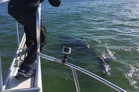 A shark was spotted by the team off the coast of Chatham.
