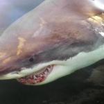 An undated photo shows a great white shark encountered off the Massachusetts coast.