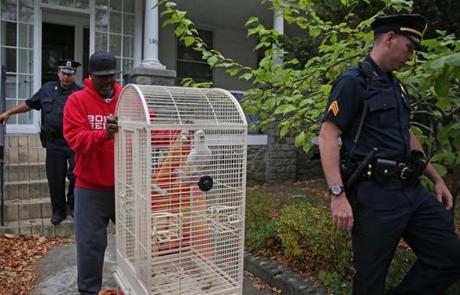 Brookline police officer Danny Yanz, friend of Dino Darrell Williams of Brookline, and Brookline Sgt. Russell O'Neil took the bird from the home where he was captured.
