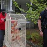 Brookline police officer Danny Yanz, friend of Dino Darrell Williams of Brookline, and Brookline Sgt. Russell O'Neil took the bird from the home where he was captured.