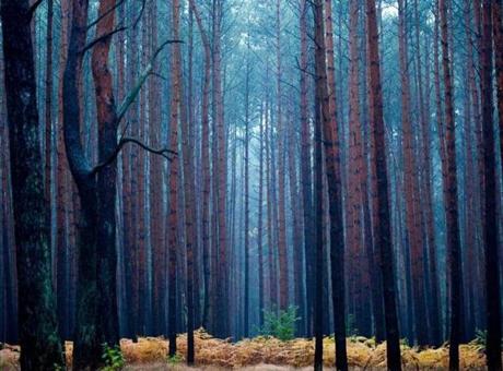 Pale light hangs in a pine forest during a rainy autumn morning on Oct. 15, near Fuerstenwalde, eastern Germany. 
