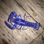 The brilliant blue lobster turned up off of Beverly. 