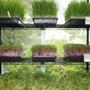 Trays of wheat grass, Hong Vit radishes, and sunflower sprouts in 