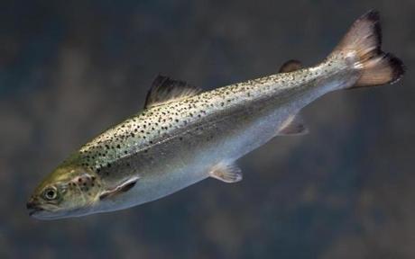 The genetically engineered fish, named the AquAdvantage salmon, is produced by AquaBounty, a Maynard company.
