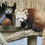 A red panda was seen at Sequoia Park Zoo in Eureka, Calif., in March.