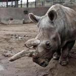 Nola, a northern white rhinoceros, was seen in her enclosure at the San Diego Zoo last year.