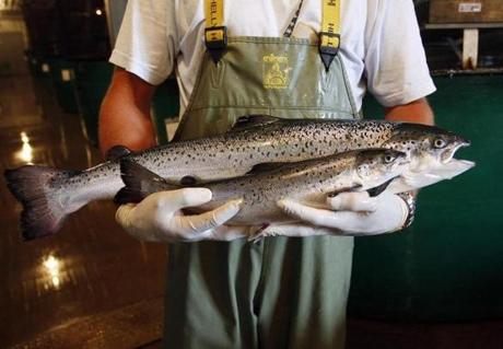 Atlantic salmon, roughly the same age, although the big one was genetically engineered to grow at twice the rate of normal salmon, at the Aqua Bounty Farms facility in Souris, Prince Edward Island, Canada, July 26, 2007. (Paul Darrow/The New York Times) 
