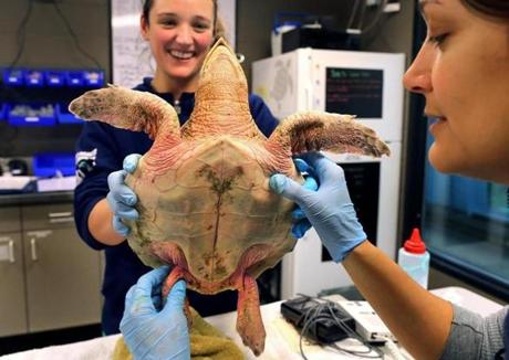 Quincy-11/25/15- The New England Aquarium cared for 28 newly rescued sea turtles being which are being treated and evaluated at the Aquariums marine animal rescue facility in Quincy. A Kemp's ridley sea turtle undergoes an evaluation by intern Alessia Brugnara(cq)(center) and senior biologist Katie Pugliares(cq). Boston Globe staff photo by John Tlumacki(metro)
