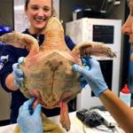 Quincy-11/25/15- The New England Aquarium cared for 28 newly rescued sea turtles being which are being treated and evaluated at the Aquariums marine animal rescue facility in Quincy. A Kemp's ridley sea turtle undergoes an evaluation by intern Alessia Brugnara(cq)(center) and senior biologist Katie Pugliares(cq). Boston Globe staff photo by John Tlumacki(metro)