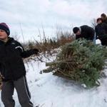 WIll Papke, 11, drags a cut tree at Houde's Christmas Tree Farm in Marlborough, Mass.