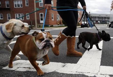 Dogwalker Kai Hsieh with (from left) Tucker, Bogey, and Beau in South Boston. 
