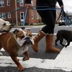 Dogwalker Kai Hsieh with (from left) Tucker, Bogey, and Beau in South Boston. 