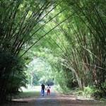 On the Bamboo Cathedral trail.