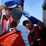Observers weighed a basket of spiny dogfish during a training trip in the Massachusetts Bay in July.