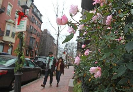 Boston, MA., 12/23/15, Roses bloom on Mt. Vernon Street on Beacon Hill. Spring in December in Boston. Trees and flowers are blooming all over the city in the warm temperatures. Globe staff/Suzanne Kreiter
