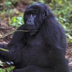 A gorilla at Mgahinga Gorilla National Park, the smallest national park in Uganda. 