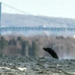 A humpback whale breached the surface near the Mount Hope Bridge in Rhode Island's Narragansett Bay. 
