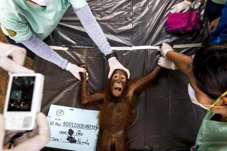 A Thai veterinarian takes a picture of a 2-year-old orangutan during a health examination at Kao Pratubchang Conservation Centre in Ratchaburi, Thailand, on Aug. 27.
 
