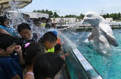 A beluga whale sprays water towards visitors during a summer attraction at the Hakkeijima Sea Paradise aquarium in Yokohama, suburban Tokyo on July 20. Tokyo's temperature climbed over 34 degree Celsius on July 20, one day after the end of the rainy season.

