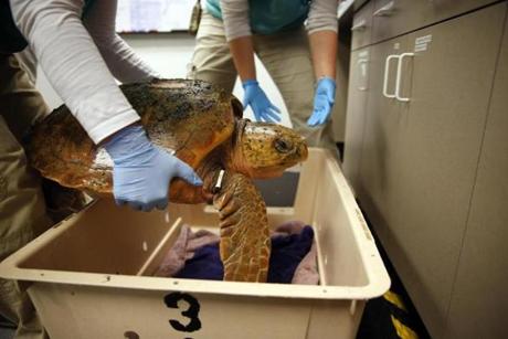 A rescued loggerhead turtle was rotated during an intake exam at the New England Aquarium Rehab Facility in Quincy. 

