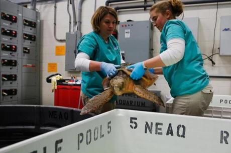 Leigh Woodman and Sarah Buttermore put a loggerhead in a temperature-controlled pool in Quincy.
