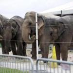 Elephants belonging to Ringling Bros. and Barnum & Bailey Circus  ate hay in their enclosure outside the American Airlines Arena in Miami on Friday.