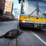 A wild turkey survived an encounter with an MBTA bus despite stepping into its path on Mount Auburn Street in Cambridge.