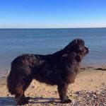 This giant newfoundland, named Veda, helped rescue a 40-pound sea turtle on Monday.