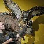 Danielle McNamara displays a Eurasian eagle-owl at Animal Adventures in Bolton.