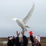 Norman Smith and his granddaughters released a snowy owl at Salisbury Beach State Reservation.