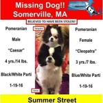 Somerville police are looking for these dogs. 